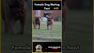 Dog Mating Facts  Understanding Female Dog Reproduction boerboelpuppy [upl. by Illa599]