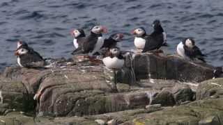 Puffincam Live from the burrow [upl. by Cirala]