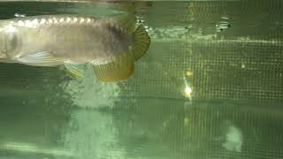 Arowana Malaysian Golden CrossBack 5inc Start TanningF2 [upl. by Eeralih640]