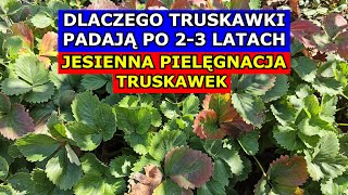 Dlaczego Truskawki PADAJĄ PO 23 LATACH Jesienna Pielęgnacja Truskawek Uprawa Truskawek w PRAKTYCE [upl. by Outhe766]