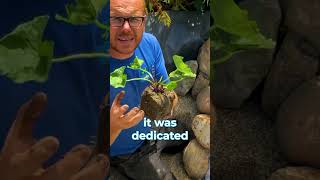 Pond Plants  Marsh Marigold to fight Algae [upl. by Haissi]