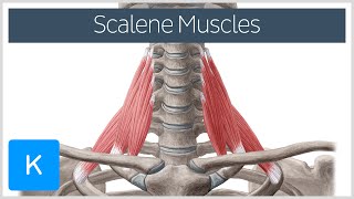 Scalene Muscles of the Neck  Human Anatomy  Kenhub [upl. by Alfie]