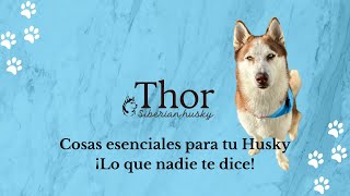 Cosas Esenciales para tu Husky  ¡Lo que nadie te dice 🐾 [upl. by Onaivlis]