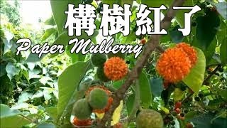 享用野果正當時 Paper Mulberry（Broussonetia papyrifera） [upl. by Ahtinak]