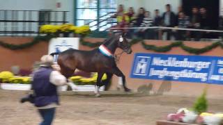 wwwreitschulesandbrinkde Premium Stallion Uccello  Contendro I Dressage [upl. by Ardelia]