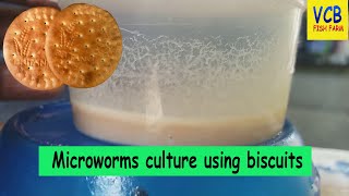 How to create a microworm culture using marie biscuits in Tamil [upl. by Nyrrad]