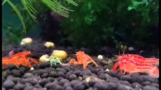 CPO Cambarellus patzcuarensis orange  Shrimp Visions [upl. by Atnwahsal]