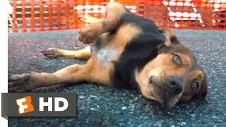 A Dogs way home  movie story explained BEST DOG MOVIEDOGMOVIELOVE [upl. by Chere]