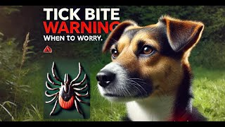 When To Worry About A Tick Bite On Dog [upl. by Gerlac578]