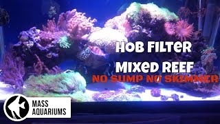 40 Gallon Mixed Reef Tank HOB Filter ONLY NO SUMPNO SKIMMER [upl. by Akiemahs336]