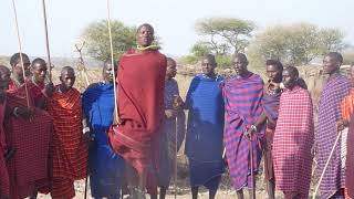 Maasai Dances in Ngorongoro Conservation area [upl. by Ayekin167]