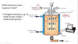 Fermenters and Yoghurt Making for IGCSE Biology [upl. by Niriam580]