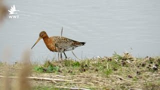 How do wading birds feed  WWT Welney [upl. by Terryl]