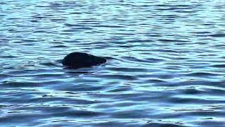 Close encounter with a seal off Sidmouth [upl. by Maxi922]