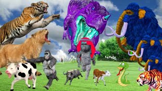 Animals fighting with colors chenging and funny video  AK Zoo Fact [upl. by Nahpets602]