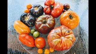 Heirloom Tomato Tasting Review Which Was the Best [upl. by Francene907]