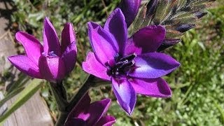 South African Babiana Stricta [upl. by Thin]