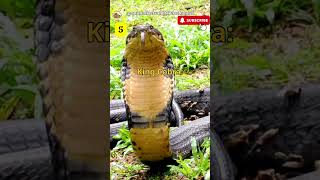 Top 10 Animals with the Deadliest Venom in the Forest [upl. by Budding481]