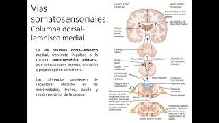 Vía Somatosensitiva Columna dorsal lemnisco medial [upl. by Ardnossak]