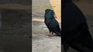 shahjahanpuri pigeon breed 🔥  pigeon kabootar kabutar shorts [upl. by Pederson]