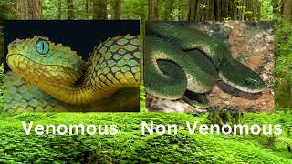 Venomous vs NonVenomous Exploring the Secret World of SnakesFunLearningxu2qp [upl. by Acimehs]