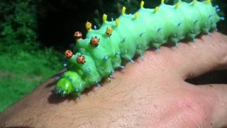 Hylaphora cecropia Cecropia Moth Caterpillar [upl. by Bratton]