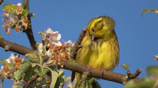 Goldammer ruht sich aus Emberiza citrinella  Natur [upl. by Ekaj947]