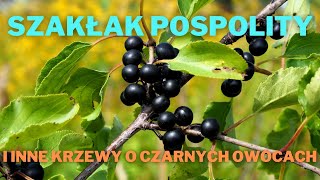 Szakłak pospolity i inne krzewy o czarnych owocach [upl. by Airdnassac]