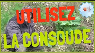 Pourquoi et comment utiliser la consoude au jardin [upl. by Laeno]