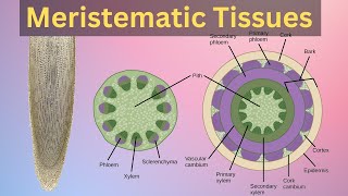 Meristematic tissues in plant Meristematic tissues in plants class 11Meristematic tissues class9 [upl. by Adleremse]