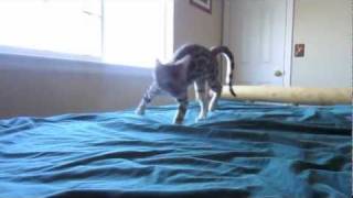 Bengal Kitten Zoomies Part 1 [upl. by Roinuj]