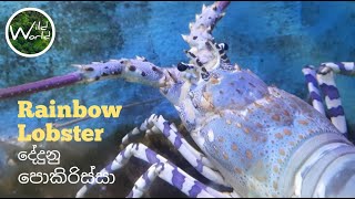 Rainbow lobsterOrnate rock lobster  Wild World TV  Underwater  1 [upl. by Ful]