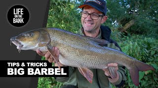 BARBEL FISHING UK  Tips Rigs and Tactics New River Season [upl. by Valentine]