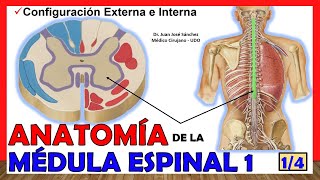 🥇 MÉDULA ESPINAL 14  Configuración Externa e Interna Anatomía ¡Explicación fácil [upl. by Yremogtnom]