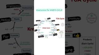 KREBS TCA Cycle Mnemonics [upl. by Nahtanoy365]