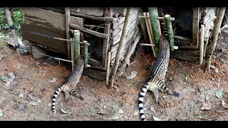 Create amazing bamboo trap to catch civet eat chicken in the Garden good results [upl. by Ken]