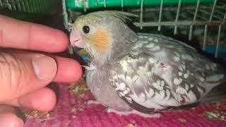 Baby Cockatiel Learning To eat himself [upl. by Sarine188]