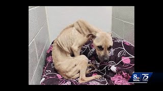 Emaciated dog being cared for by Cumberland County animal rescue [upl. by Seravart]