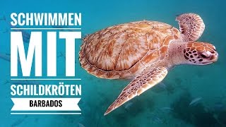 Schwimmen mit Schildkröten in der Carlisle Bay Barbados [upl. by Ylrehc]