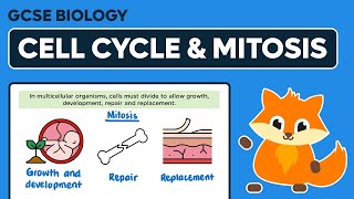 The Cell Cycle amp Mitosis  GCSE Biology [upl. by Elyad]