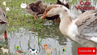 Adorable Duck Moments Cute Animals Videos  Charming Creatures Delightful Animal Momentsvideo [upl. by Andrade]