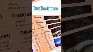 Gnathostomes 4Gnathostomes biology neet science [upl. by Siramaj477]