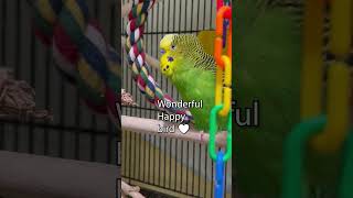 Wonderful Happy Bird  Boba the Budgie  Talking Parakeet shorts [upl. by Yrevi]