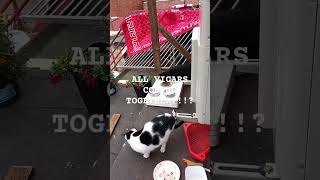 VICARS ARRIVING TOGETHER¡catslivingonthehomelessstreet catbreeds [upl. by Herby]