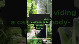 High Science®  Indica vs Sativa The Facts You Never Knew From A Source You Can Trust [upl. by Analra54]