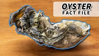 Oyster Facts they DO NOT all make PEARLS  Animal Fact Files [upl. by Klimesh821]