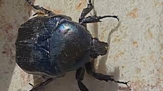 החיפושית נחושתנית הלבנון The beetle Protaetia afflicta [upl. by Keiryt]