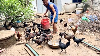 Working on a Chicken Farm in My Village [upl. by Clerissa]