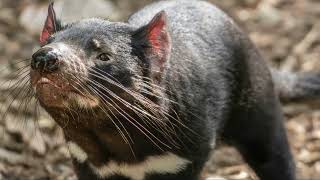 The Tasmanian Devil A New Beginning in Mainland Australia [upl. by Ahseital]