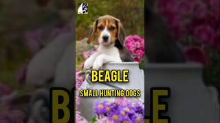 Beagle small hunting dogsOctober2024pukhtanarelaxingworldsurvivingvlogs dog [upl. by Moya]